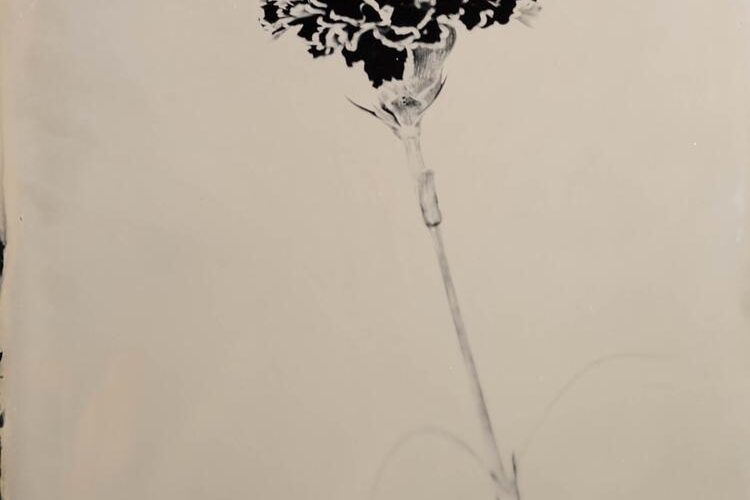 Steffen Diemer - Nelke WVZ# 1264, 2024, Ambrotypie auf Schwarzglas, Unikat, 16 x 21 cm