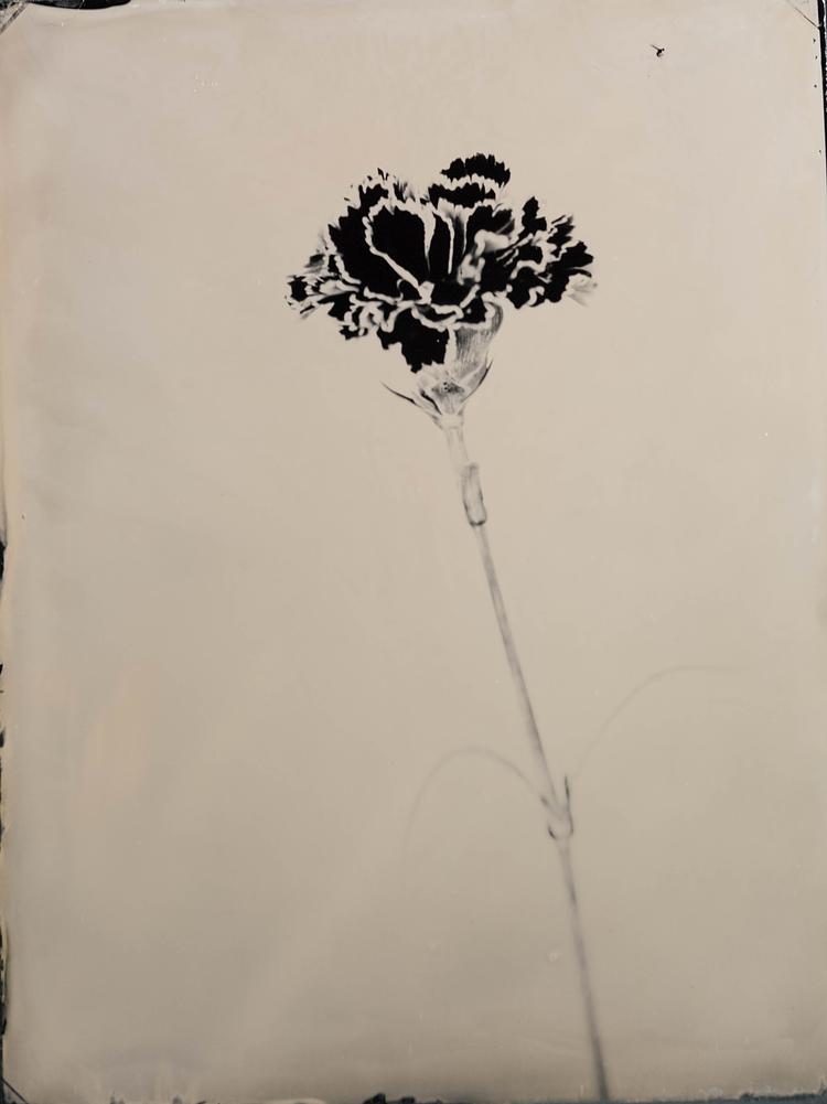 Steffen Diemer - Nelke WVZ# 1264, 2024, Ambrotypie auf Schwarzglas, Unikat, 16 x 21 cm