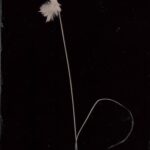 Steffen Diemer - Gras WVZ# 1282, 2025, Ambrotypie auf Schwarzglas, Unikat, 13 x 18 cm