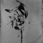 Steffen Diemer - Protea WVZ# 1392, 2025, Ambrotypie auf Schwarzglas, Unikat, 25 x 30 cm